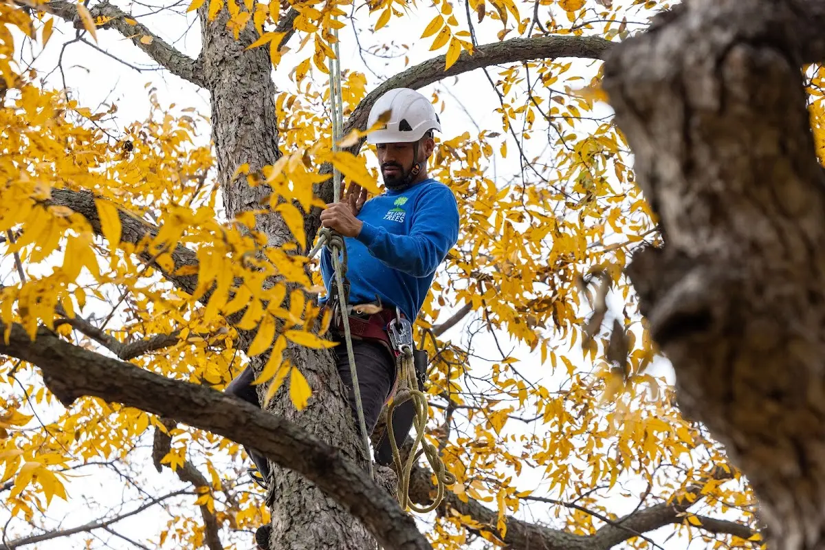 Skilled Tree Pruning crew working in Summit Lake