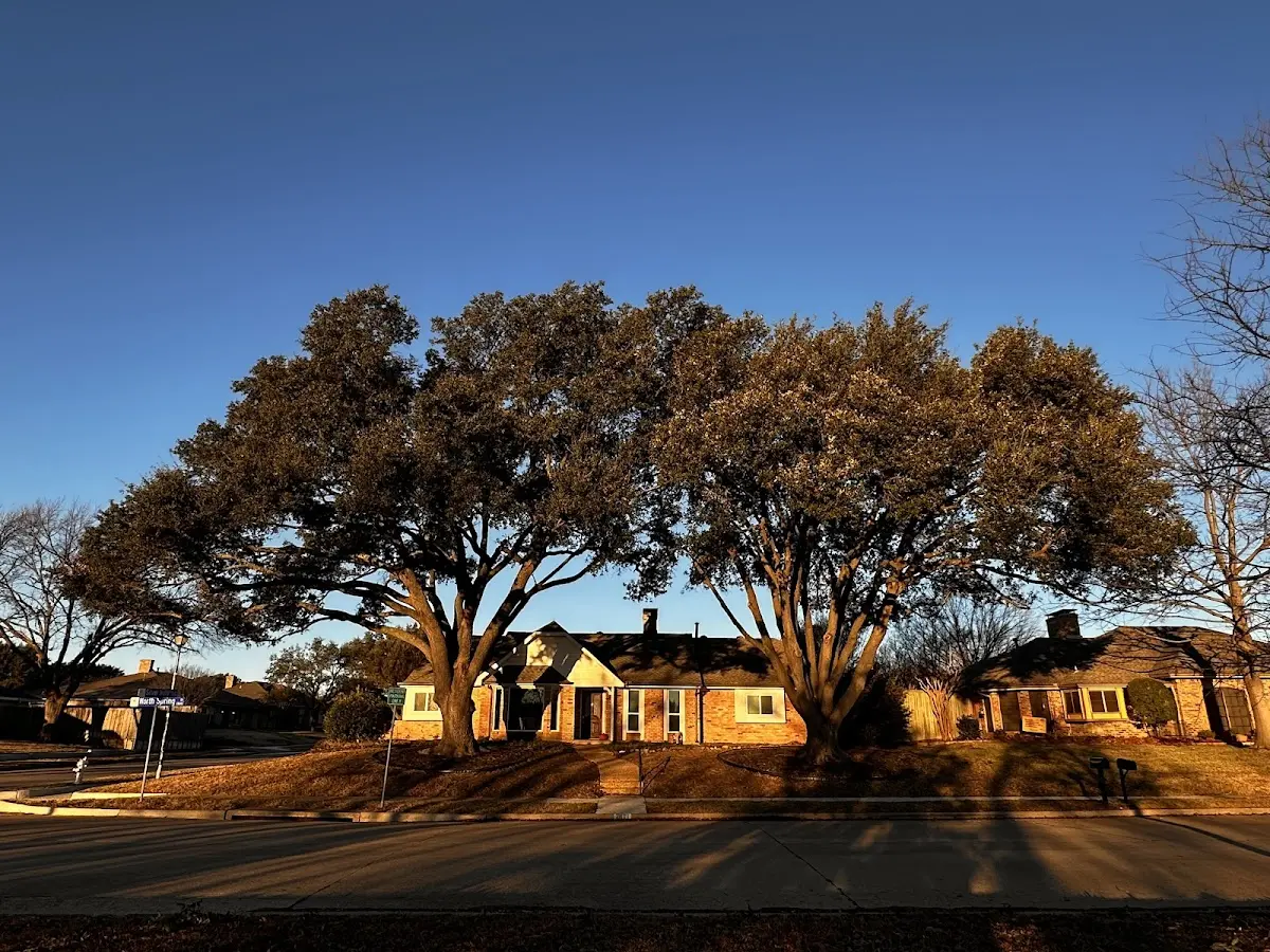 Established residential canopy tree shading a home in Summit Lake